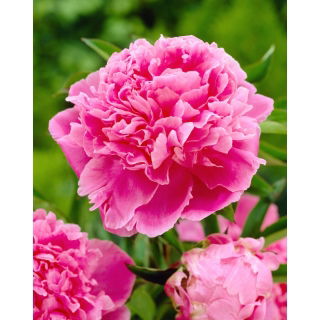 Piwonia, Paeonia - Jacorma - sadzonka - GIGA paczka! - 50 szt.