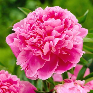 Piwonia, Paeonia - Jacorma - sadzonka - duża paczka! - 10 szt.