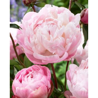 Piwonia, Paeonia - Lady Alexandra Duff - sadzonka