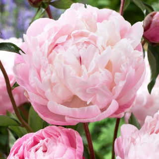 Piwonia, Paeonia - Lady Alexandra Duff - sadzonka