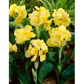 Kanna - Yellow Futurity - duża paczka! - 10 szt.
