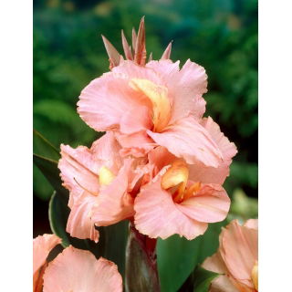 Kanna - Salmon Beauty