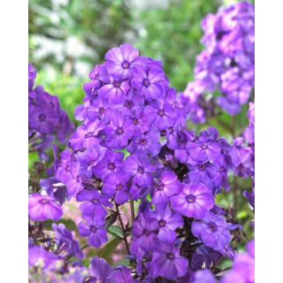 Floks (Phlox) - Płomyk wiechowaty - Blue Paradise - 1 szt.