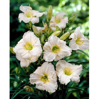 Liliowiec Longfields Beauty