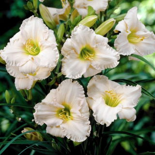 Liliowiec Longfields Beauty
