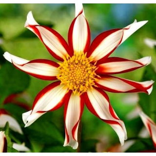 Dalia - Windmill - GIGA paczka! - 50 szt.