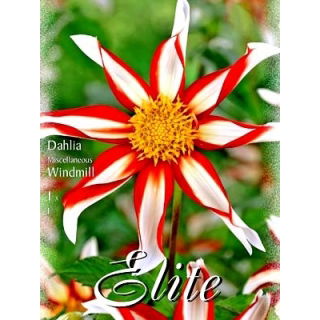 Dalia - Windmill - GIGA paczka! - 50 szt.