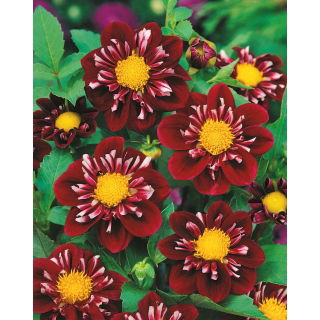 Dalia - Impression Fantastico - GIGA paczka! - 50 szt.