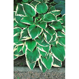 Funkia - Hosta Fortunei Francee - GIGA paczka! - 50 szt.