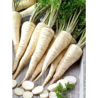 Pietruszka Ołomuńcka - długi, biały korzeń - 500 g