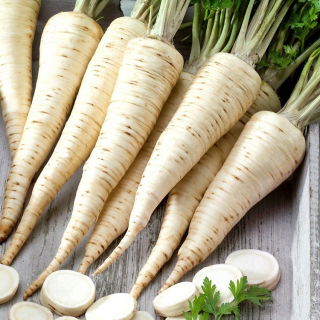 Pietruszka Ołomuńcka - długi, biały korzeń - 500 g