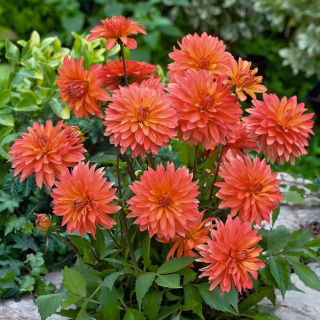 Dalia - Melody Swing - GIGA paczka! - 50 szt.