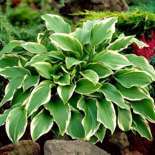 Funkia - Hosta Carol - GIGA paczka! - 50 szt.