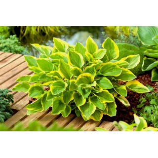 Funkia - Hosta Golden Tiara - GIGA paczka! - 50 szt.