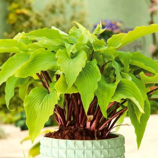 Funkia - Hosta Gooseberry Sundea - GIGA paczka! - 50 szt.