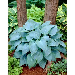 Funkia - Hosta Canadian Blue - GIGA paczka! - 50 szt.