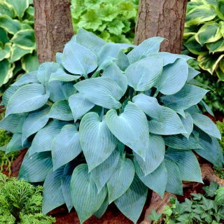 Funkia - Hosta Canadian Blue - GIGA paczka! - 50 szt.