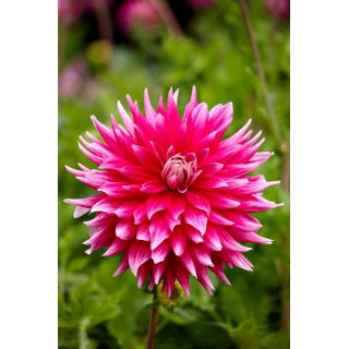 Dalia - Ac Dark Horse - GIGA paczka! - 50 szt.