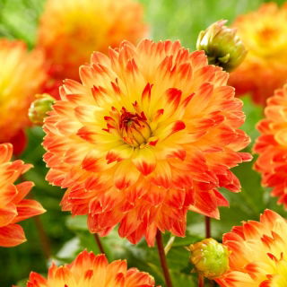 Dalia - Procyon - GIGA paczka! - 50 szt.