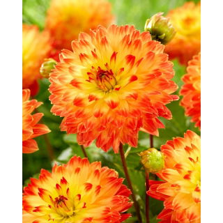 Dalia - Procyon - GIGA paczka! - 50 szt.