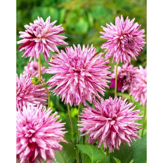 Dalia - Hy Trio - kaktusowa - GIGA paczka! - 50 szt.
