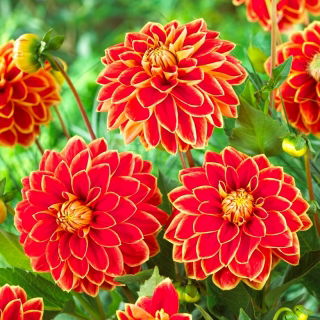 Dalia - Maxime - GIGA paczka! - 50 szt.