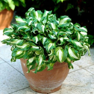 Funkia - Hosta Mediovariegata - GIGA paczka! - 50 szt.