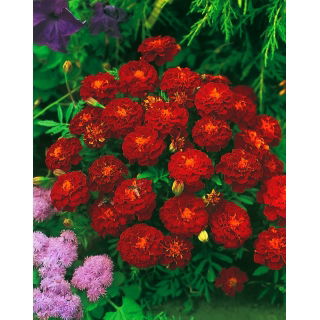 Aksamitka Carmen - rozpierzchła - 1 kg