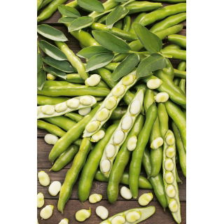 Bób Dragon - duże nasiona, bardzo wczesny - 500 g