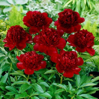 Piwonia, Paeonia - Red Charm - sadzonka - GIGA paczka! - 50 szt.