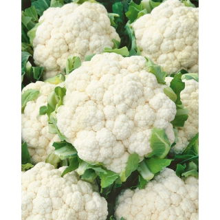 Kalafior Snowball X - średniopóźny