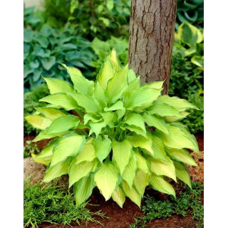 Funkia - Hosta Lady Guinevere - ciemnoróżowy kwiat - GIGA paczka! - 50 szt.