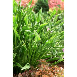 Funkia - Hosta Praying Hands - GIGA paczka! - 50 szt.