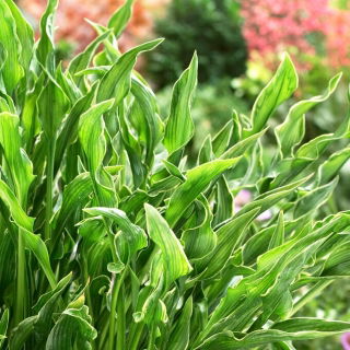 Funkia - Hosta Praying Hands - GIGA paczka! - 50 szt.