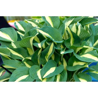 Funkia - Hosta Risky Business - GIGA paczka! - 50 szt.