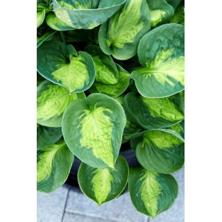 Funkia - Hosta Sunset Grooves - GIGA paczka! - 50 szt.