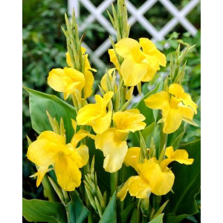 Kanna żółta - Yellow - GIGA paczka! - 50 szt.