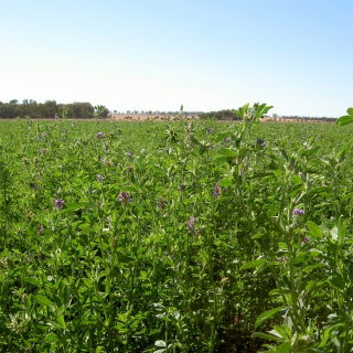 Lucerna siewna La Bella Campagnola - 0,5 kg