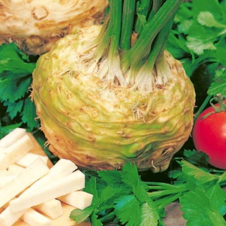 Seler korzeniowy Torpedo F1 - późny