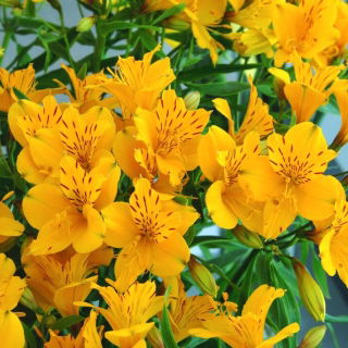 Alstremeria - Alstroemeria Lutea - GIGA paczka! - 50 szt.