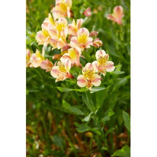 Alstremeria - Alstroemeria Majestic Layon - duża paczka! - 10 szt.