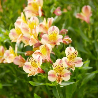 Alstremeria - Alstroemeria Majestic Layon - 1 szt.