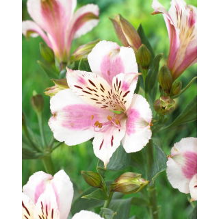 Alstremeria - Alstroemeria Majestic Fougere - duża paczka! - 10 szt.