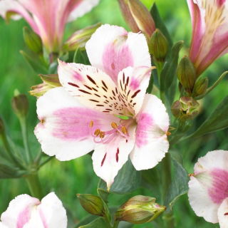 Alstremeria - Alstroemeria Majestic Fougere - duża paczka! - 10 szt.