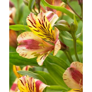 Alstremeria - Alstroemeria Marguerite - GIGA paczka! - 50 szt.