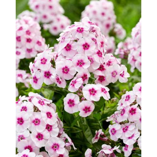 Floks (Phlox) - Płomyk wiechowaty - Younique Trendy - GIGA paczka! - 50 szt.