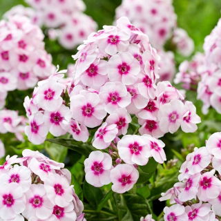 Floks (Phlox) - Płomyk wiechowaty - Younique Trendy - GIGA paczka! - 50 szt.