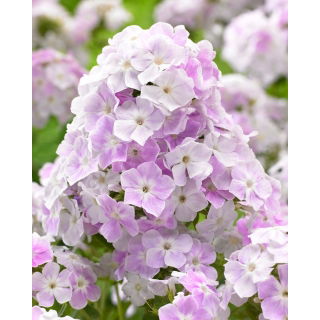 Floks (Phlox) - Płomyk wiechowaty - Cool Water - duża paczka! - 10 szt.