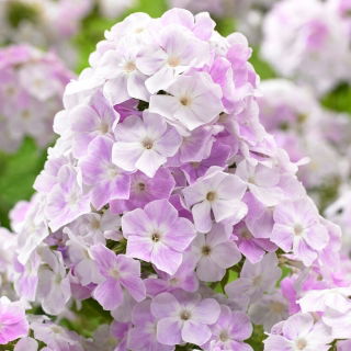 Floks (Phlox) - Płomyk wiechowaty - Cool Water - duża paczka! - 10 szt.