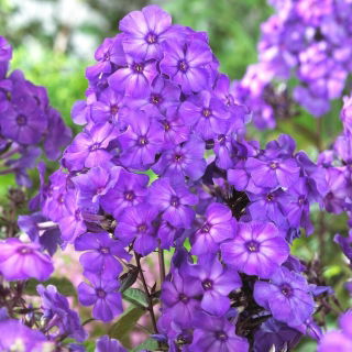 Floks (Phlox) - Płomyk wiechowaty - Blue Paradise - duża paczka! - 10 szt.
